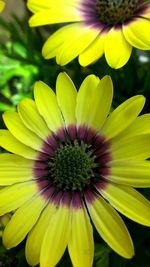 Close-up of yellow flower