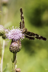 Close-up of butterfly pollinating on thistle