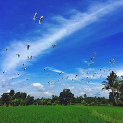 Birds flying over field against sky