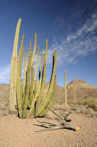 Cactus growing in desert against sky