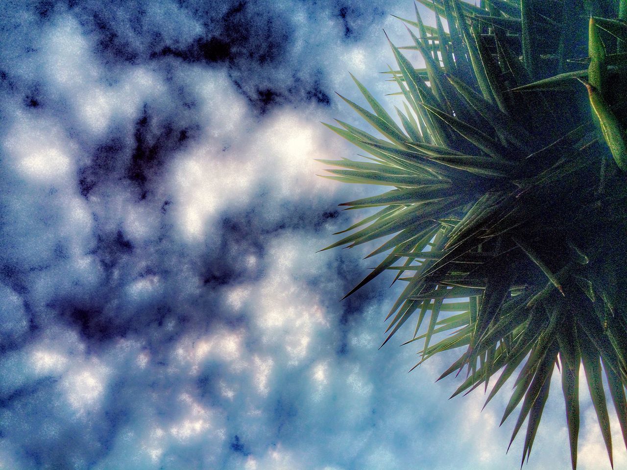 palm tree, low angle view, sky, cloud - sky, tree, growth, cloudy, nature, beauty in nature, tranquility, weather, cloud, scenics, overcast, outdoors, day, no people, backgrounds, tranquil scene, leaf