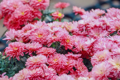 Close-up of pink dahlia flowers