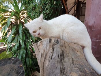 Cat relaxing on a tree