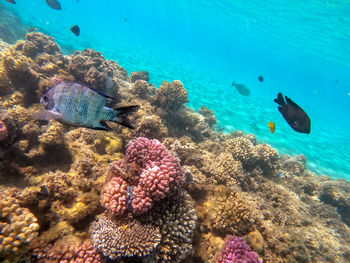 Fish swimming in sea