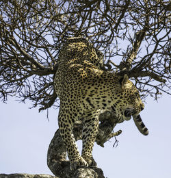 Low angle view of cat on tree