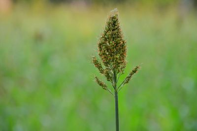 Close-up of plant