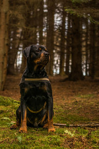 Close-up of dog sitting on tree in forest