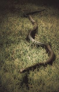 High angle view of lizard on field