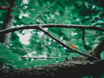 Red ant on branch