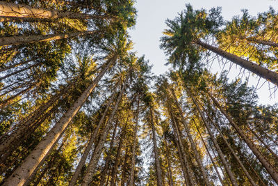 Low angle view of pine trees in forest