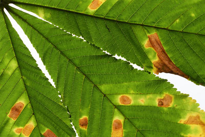 Full frame shot of leaves