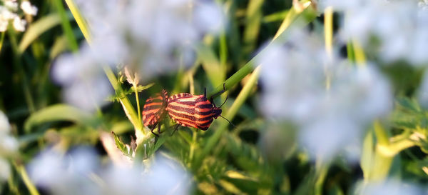 Close-up of butterfly on grass