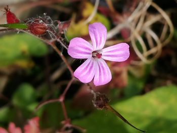 Close-up of pink flower blooming outdoors