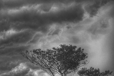 Low angle view of tree against storm clouds