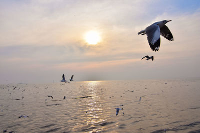 Seagulls flying over sea against sky