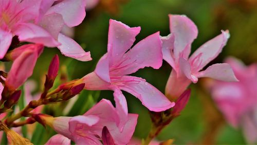 Close-up of pink flowers blooming outdoors