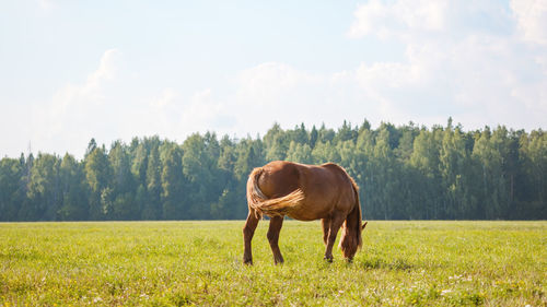 A lone horse grazes in the pasture and eats grass on the background of beautiful nature 