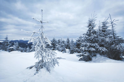 Trees on snow covered landscape against sky