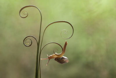 Little snail on leaf edges