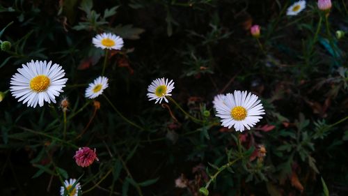 Close-up of white flowering plants on field