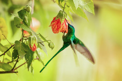 Close-up of bird perching on plant