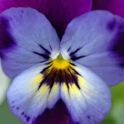 Close-up of purple flower