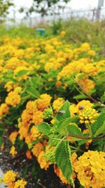 Close-up of yellow flowers blooming in field