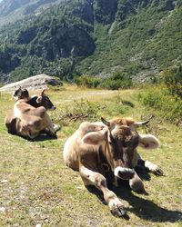 Cows standing on field against mountain