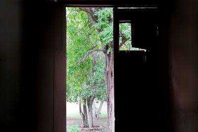 Trees seen through window