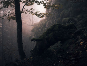 Scenic view of forest