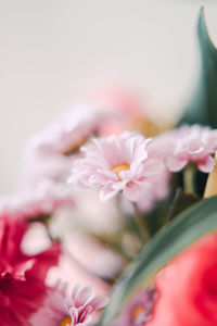 Close-up of pink flower