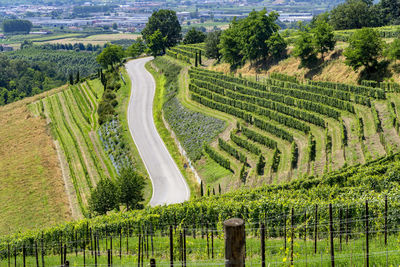 Scenic view of agricultural field