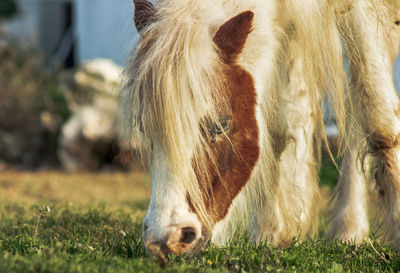 The horse grazing in the meadow.