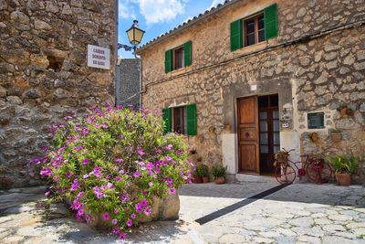 Flowers on footpath by building