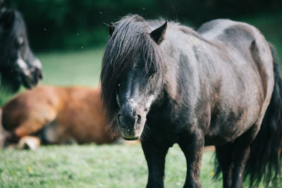 Side view of black horse standing on field
