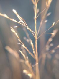 Close-up of crops