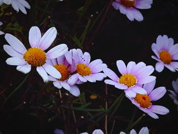 Close-up of purple daisy flowers