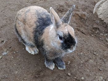 High angle view of an animal on field