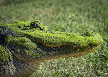 Close-up of alligator 