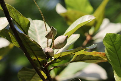 Close-up photo of green raw almond fruit hanging on the branch of almond tree