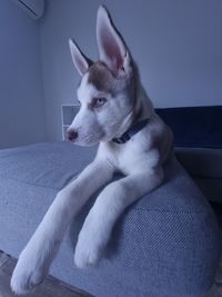 Husky with big ears