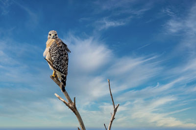 Low angle view of bird perching on tree against sky