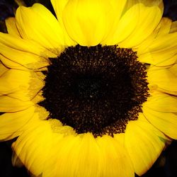 Close-up of sunflower