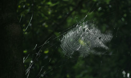 Close-up of spider web in the forest