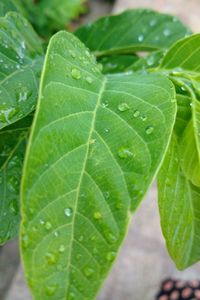 Close-up of water drops on leaf