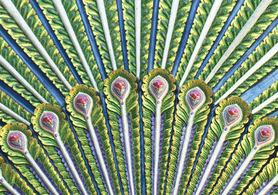 Full frame shot of succulent plants