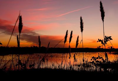 Silhouette plants by lake against orange sky