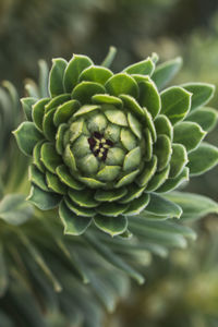 Close-up of fresh green plant