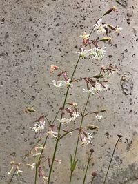 Close-up of flowers on branch