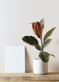 Close-up of potted plant on table